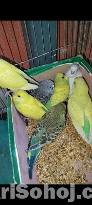 বাজরিগর পাখি